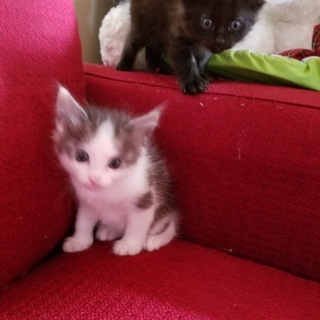 令和元年5月1日生まれ猫ちゃん