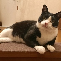 ニャーくん