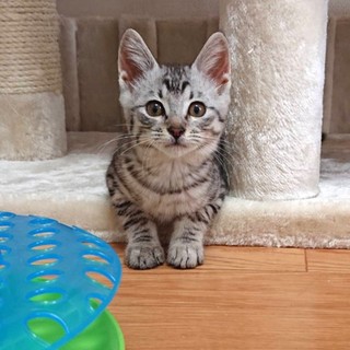 一旦募集を中止。綺麗なしましま元気な女の子