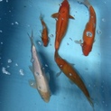 錦鯉と金魚 