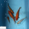 錦鯉と金魚  サムネイル2