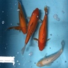 錦鯉と金魚  サムネイル3