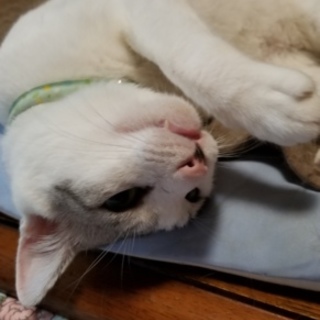 穏やかで優しい男の子。