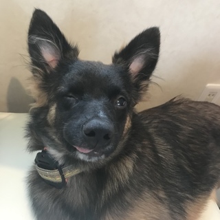 〜募集停止〜宮古島から来ました「誉」