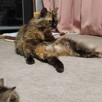 たまこ