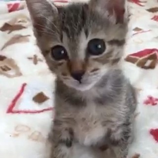 募集一時停止　cuteな☆ももちゃん