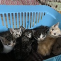 ☆赤ちゃん猫の里親さん募集中☆