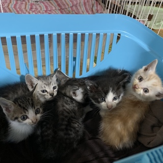 ☆赤ちゃん猫の里親さん募集中☆