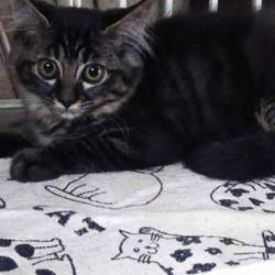 三重県津市７月７日(日）ほんわんか猫な日々子猫の譲渡会