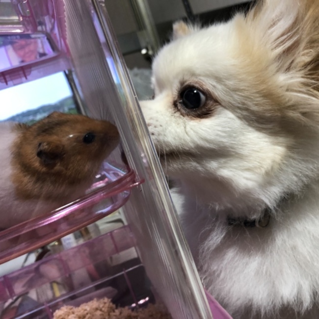 えぬちゃんず王国のカバー写真