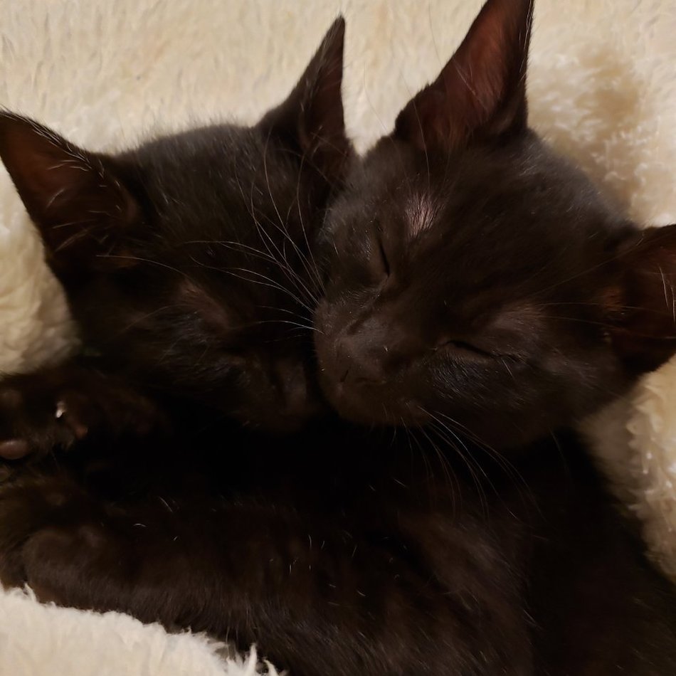 碧 ( あおい ) くんのカバー写真