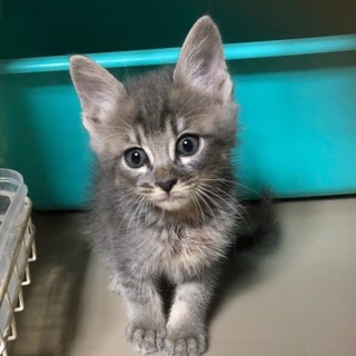 グレー子猫　福丸くん