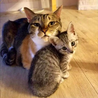 家族ができました♡有難うございました。