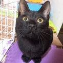 ♡黒猫♡雌♡7ヶ月♡