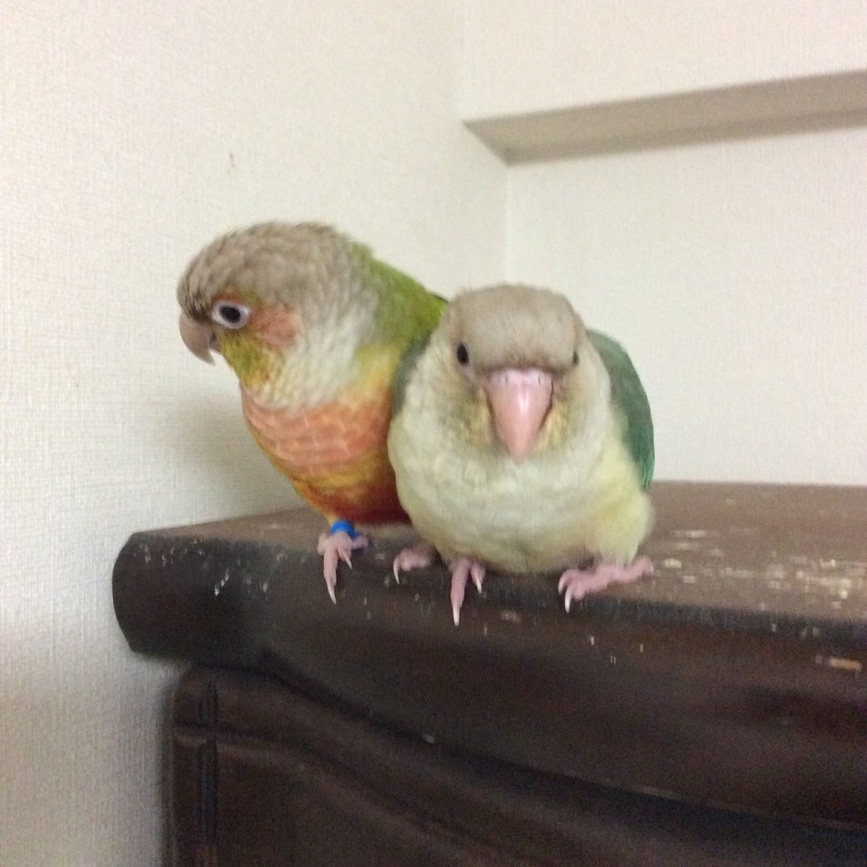 大和のカバー写真