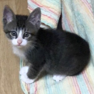 肩のり子猫　鈴丸ちゃん