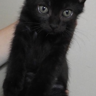 黒の男の子