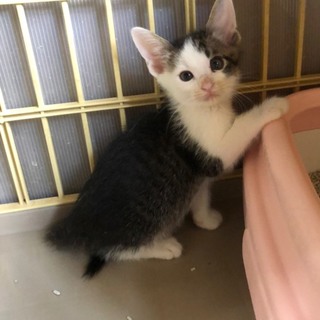 キジシロ子猫　蘭丸くん