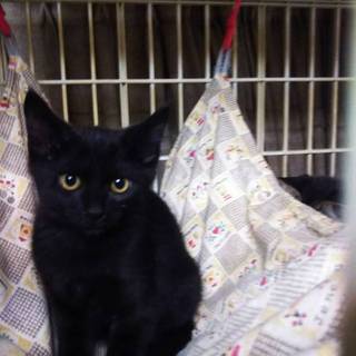 可愛い黒猫　シュガーちゃん