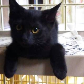 元気な黒猫　カムイくん