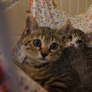 人なつこいキジ4兄妹・キキ、医療・しつけ済