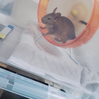 テグーの男の子