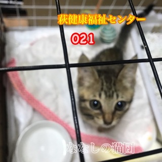 人馴れ抜群のちびキジちゃん 021
