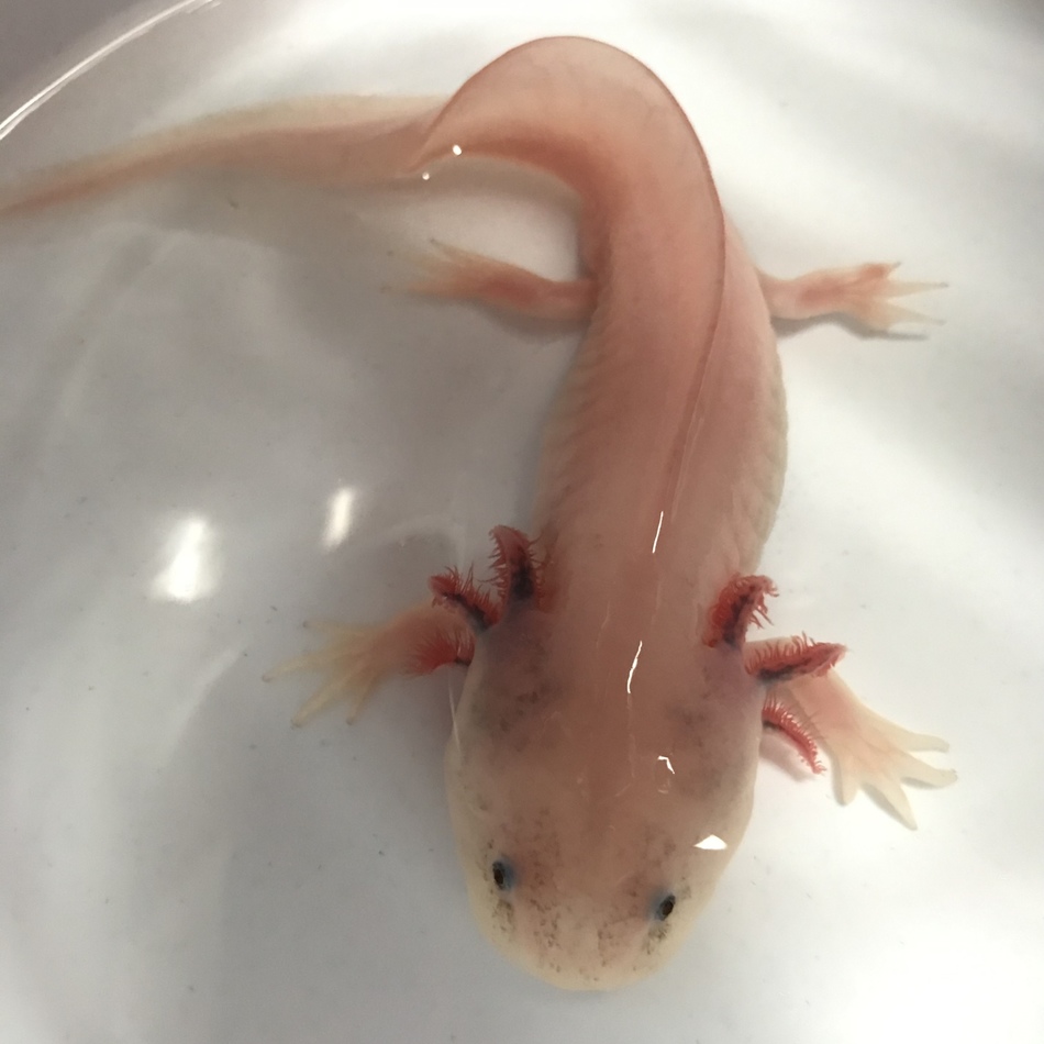 ウパさん 両生類 ペットのおうち 月間利用者150万人