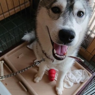 シベリアンハスキー シルバーメスできれば2頭一緒に