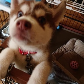 シベリアンハスキー チョコ オス もう一頭の後で