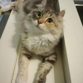 元気いっぱいお転婆な女の子！宜しくお願いします。