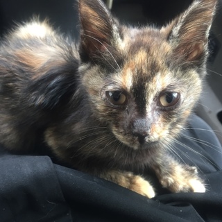 避妊10,000円補助します。２ヶ月位の女の子です