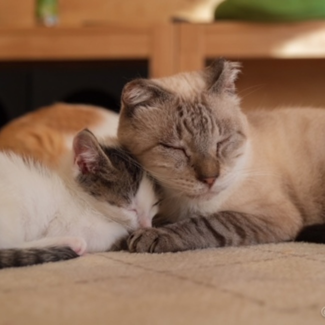 Sakai猫活のカバー写真