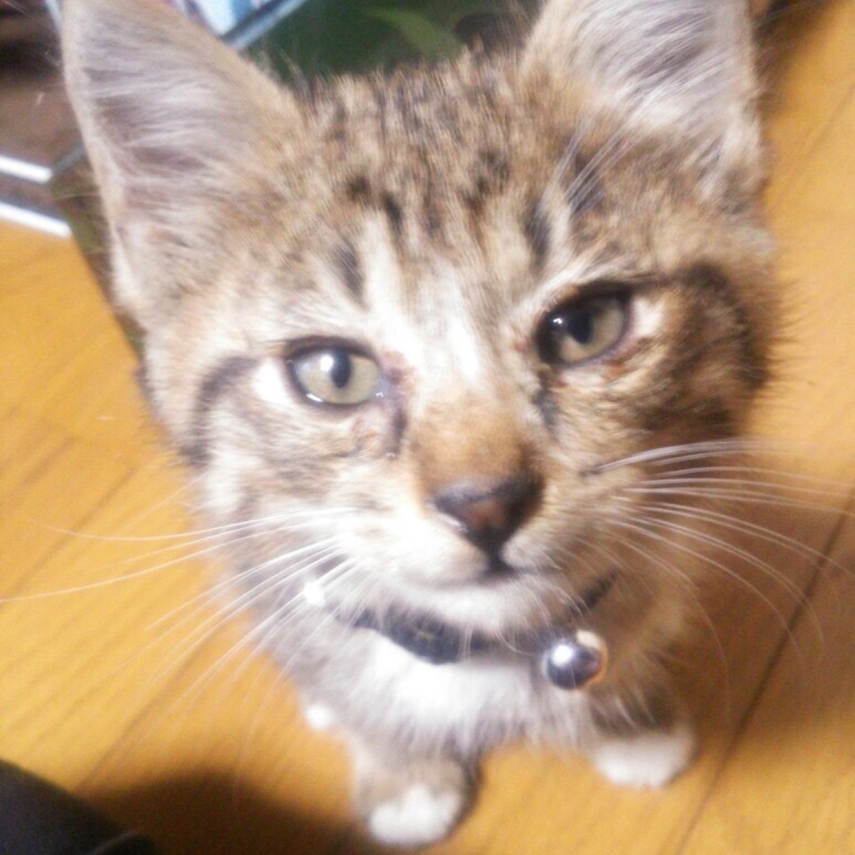 COCOのカバー写真