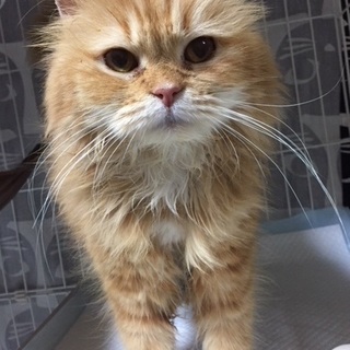 ７月７日譲渡会参加猫④　マンチカン　女の子