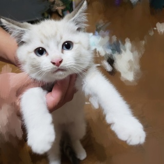 ブルーアイのイケ野良子猫雄♂