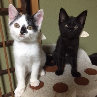 ７月７日譲渡会参加猫⑤　黒　女の子