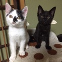 ７月７日譲渡会参加猫⑥　白×黒　男の子