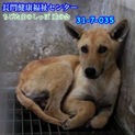 譲渡されました☆まだ若そうな中型わんこ♡