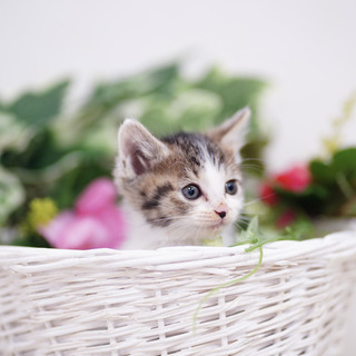 ７月７日譲渡会参加猫⑦　キジ白　女の子