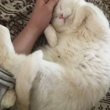 実家の猫ちゃん