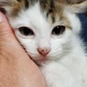 ７月７日譲渡会参加猫⑧　キジ白　女の子