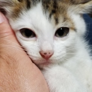 ７月７日譲渡会参加猫⑧　キジ白　女の子