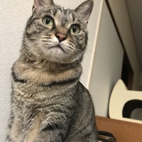 ナナ