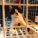 鼻の模様もかわいいハチワレのオス
