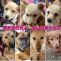 川越保護犬猫譲渡会★子猫、成猫、雑種犬、柴など