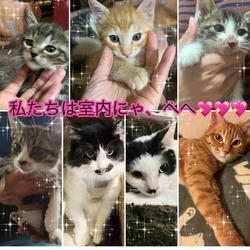 川越保護犬猫譲渡会★子猫、成猫、雑種犬、柴など サムネイル2