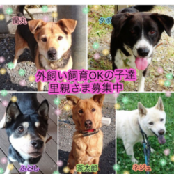 川越保護犬猫譲渡会★子猫、成猫、雑種犬、柴など サムネイル3
