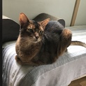 飼い主放棄のアビシニアン13歳 ♂