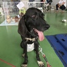 人も犬も大好き甘えん坊プロット★ジョアン サムネイル5